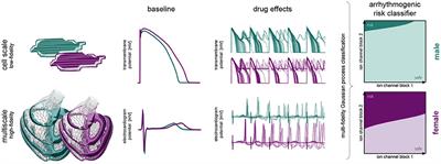 Sex Differences in Drug-Induced Arrhythmogenesis